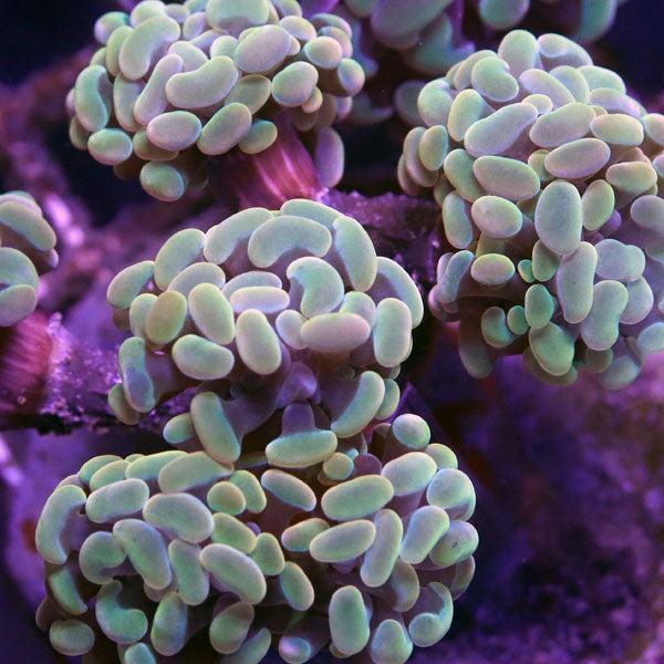 24K Gold Branching Hammer colony