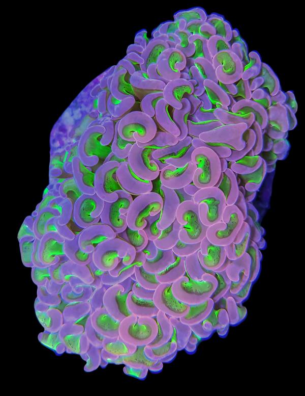 Mystery cultured Euphyllia from &quot;Ocean Oddities&quot;