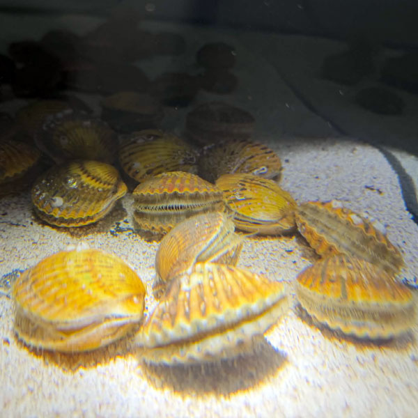 Golden Scallop