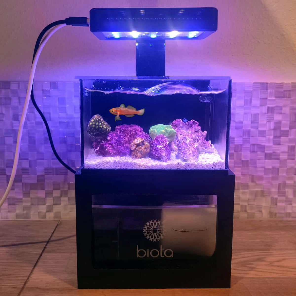 Biota Custom Micro Reef-Ready Tank 40oz Desktop Aquarium - with Livestock