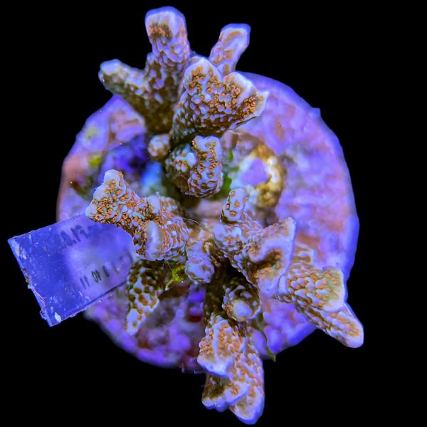 WYSIWYG cultured Forest Fire Montipora 2