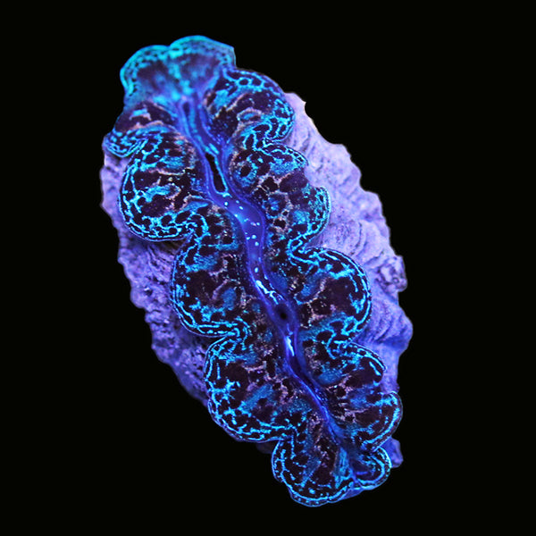 WYSIWYG cultured Crocea Clam 2