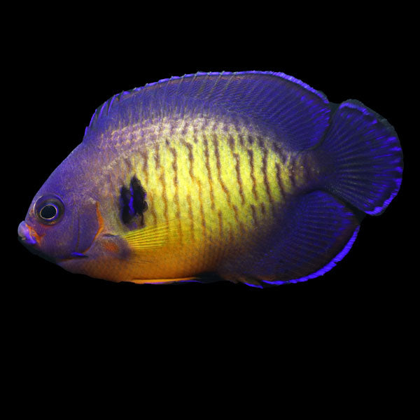 WYSIWYG captive bred Coral Beauty Angelfish Lg 1