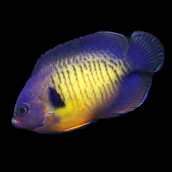 WYSIWYG captive bred Coral Beauty Angelfish Lg 2