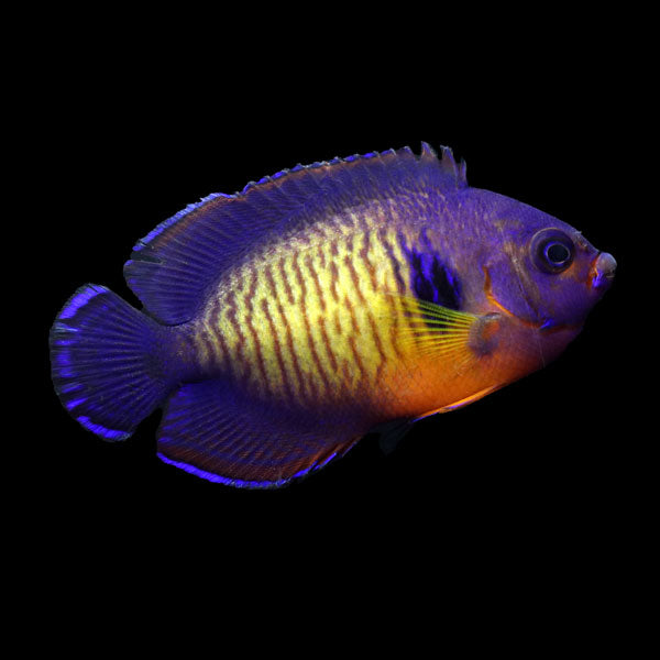 WYSIWYG captive bred Coral Beauty Angelfish Lg 3