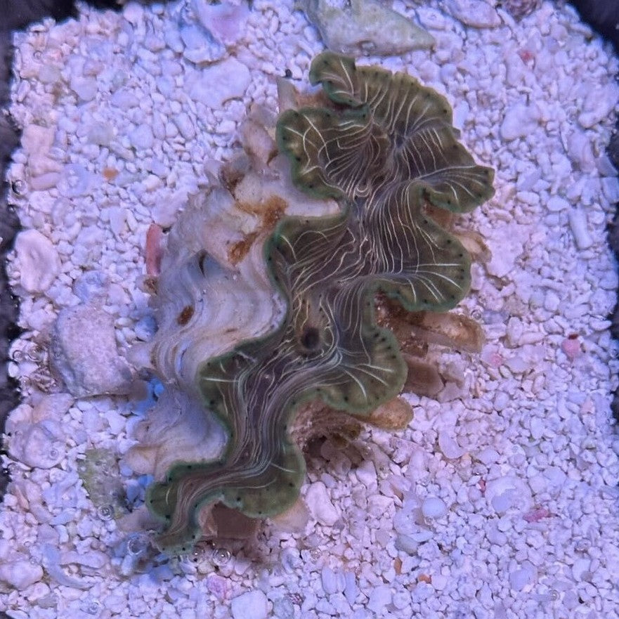 Squamosina Clam