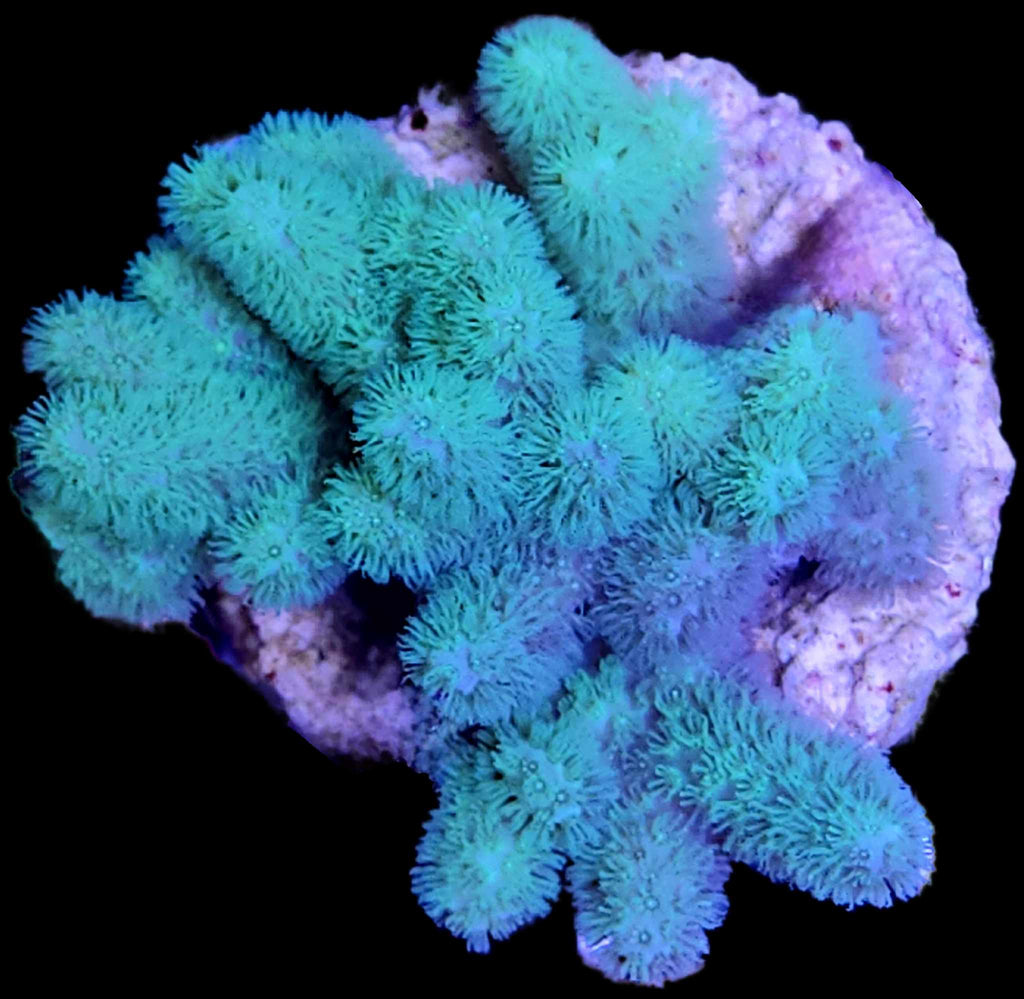 【sea coral】digital slim fluffy origin ダイソン Dyson Digital Slim Fluffy Origin SV18 FF ENT 価格比較