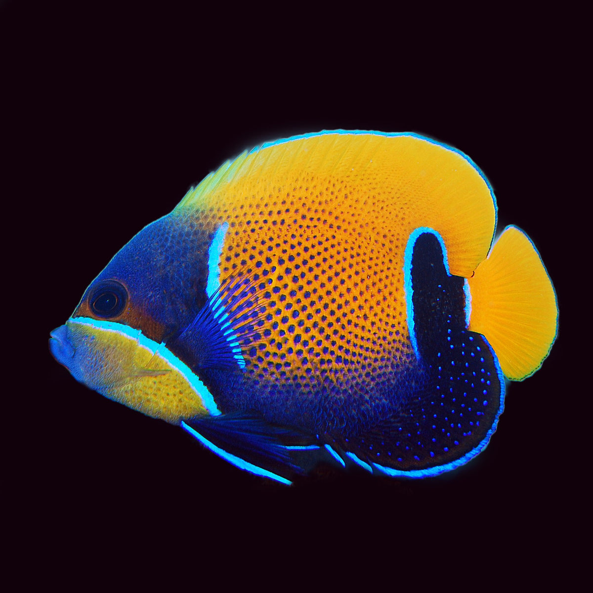 Majestic Angelfish