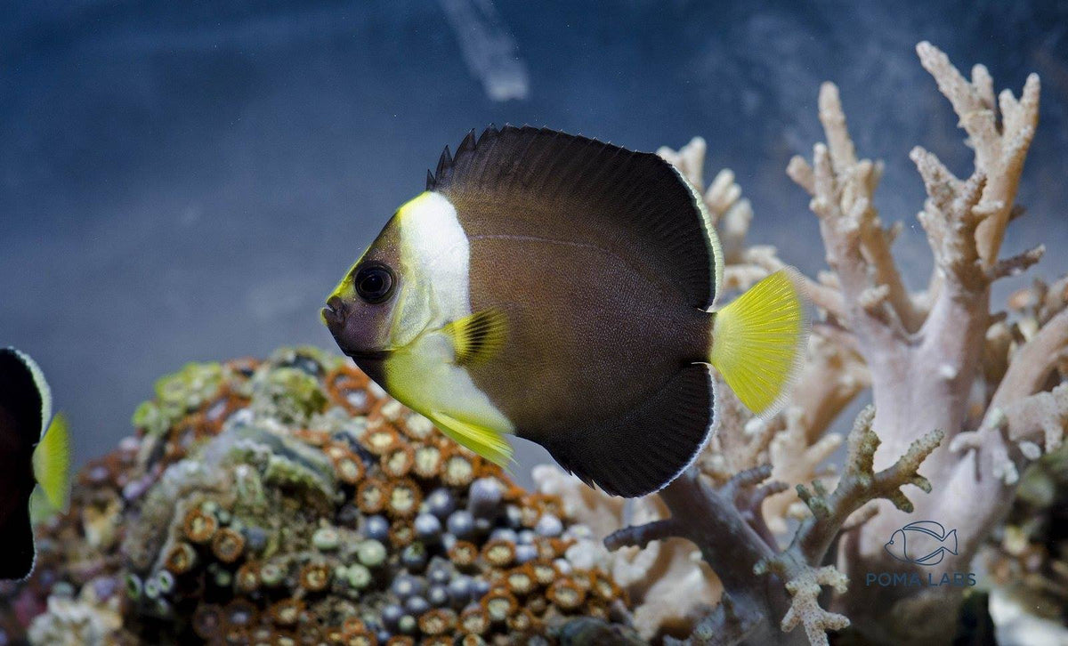 False Personifer Angelfish
