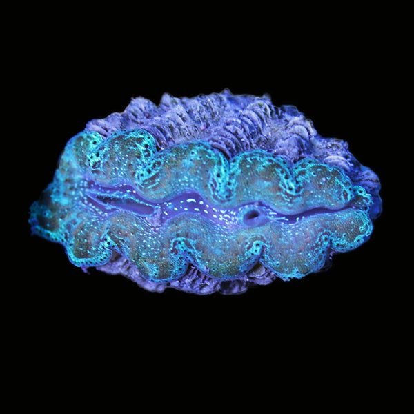 WYSIWYG cultured Crocea Clam 4