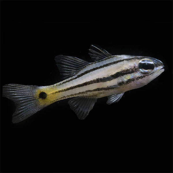 Five-lined Cardinalfish