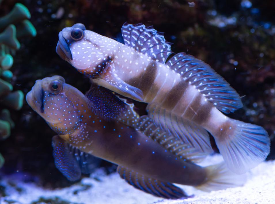 Yellow Watchman Goby- Grey Morph