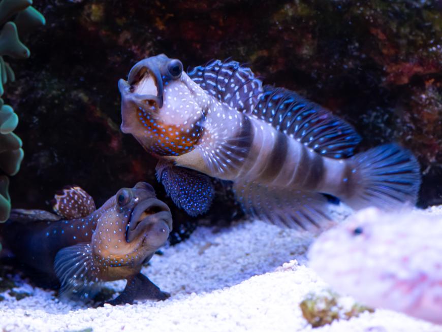 Yellow Watchman Goby- Grey Morph