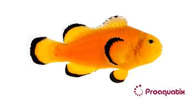 Naked Clownfish Proaquatix (Friday Delivery)