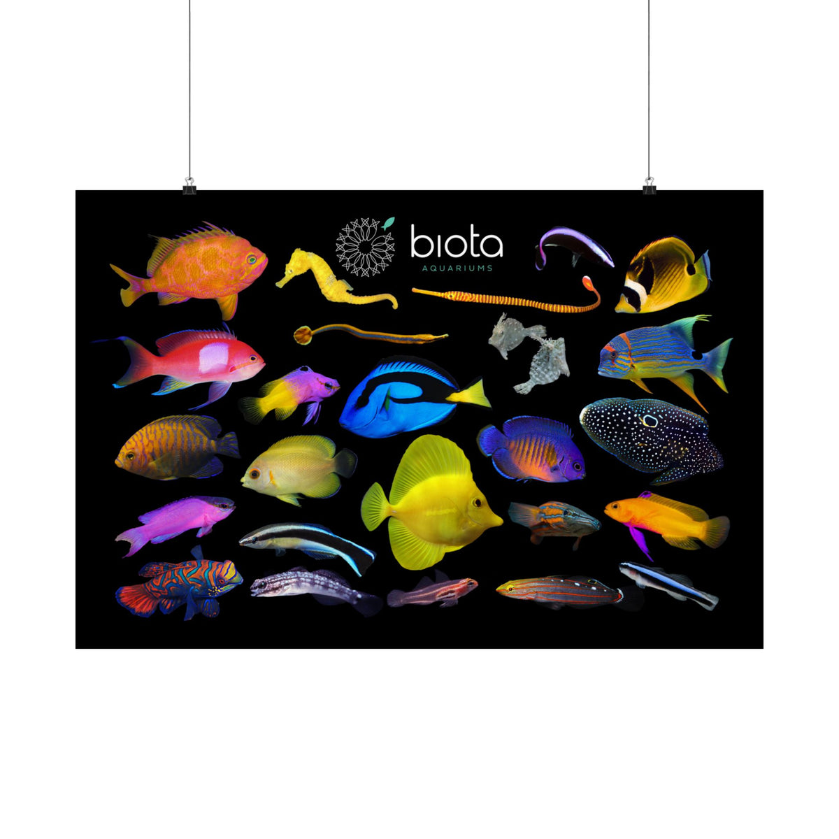 Biota Captive Bred Fish Matte Horizontal Poster