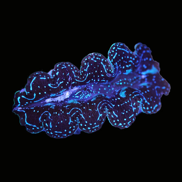 WYSIWYG cultured Crocea Clam 9