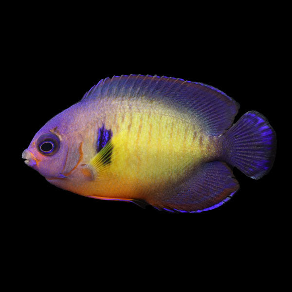 WYSIWYG captive bred Aberrant Coral Beauty Angelfish 13