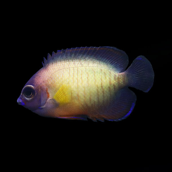 WYSIWYG captive bred Aberrant Coral Beauty Angelfish 14