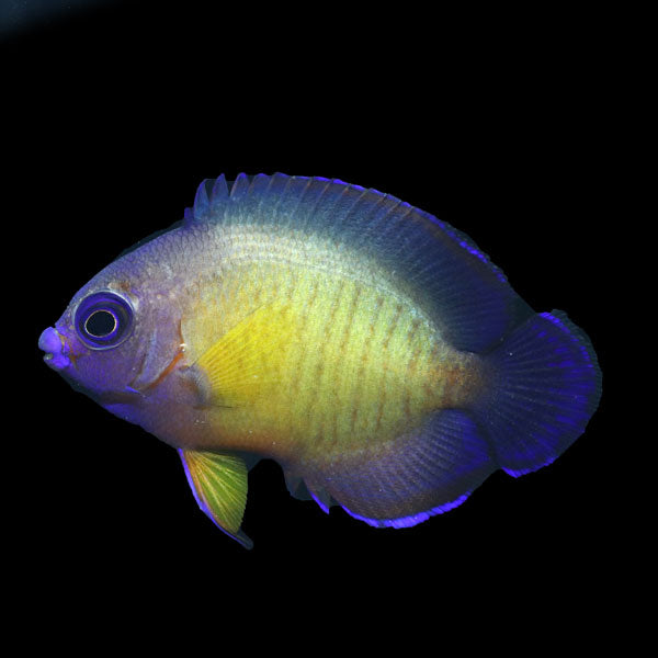 WYSIWYG captive bred Aberrant Coral Beauty Angelfish 10