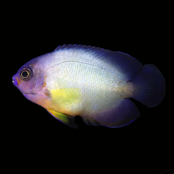 WYSIWYG captive bred Aberrant "Bald" Coral Beauty Angelfish 1