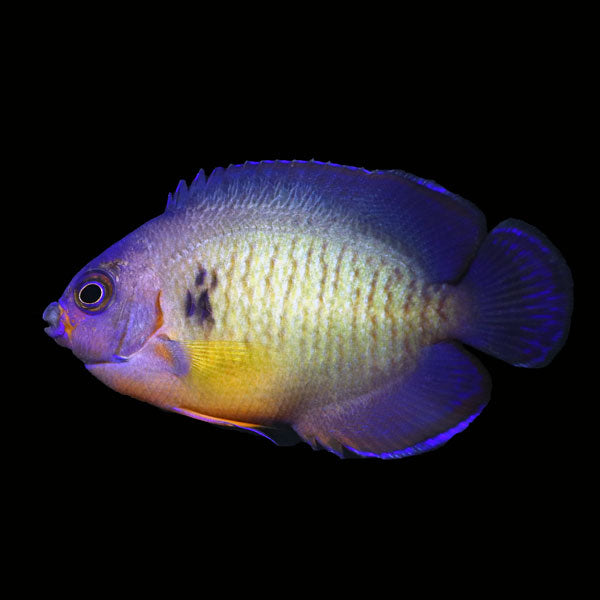 WYSIWYG captive bred Aberrant "Spot" Coral Beauty Angelfish 2
