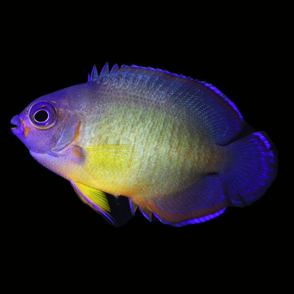 WYSIWYG captive bred Aberrant Coral Beauty Angelfish 3