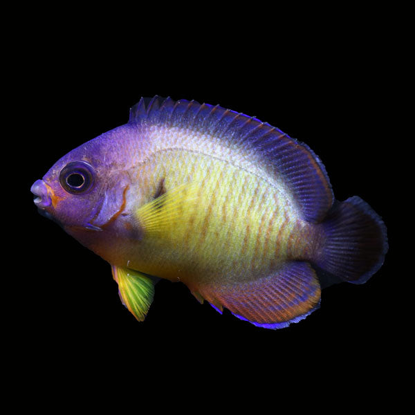 WYSIWYG captive bred Aberrant Coral Beauty Angelfish 6