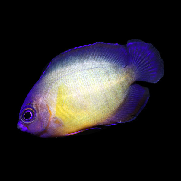 WYSIWYG captive bred Aberrant Coral Beauty Angelfish 8