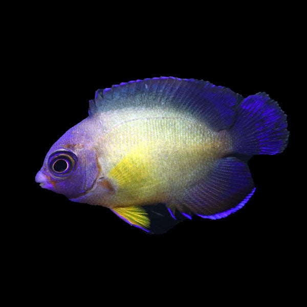 WYSIWYG captive bred Aberrant Coral Beauty Angelfish 9
