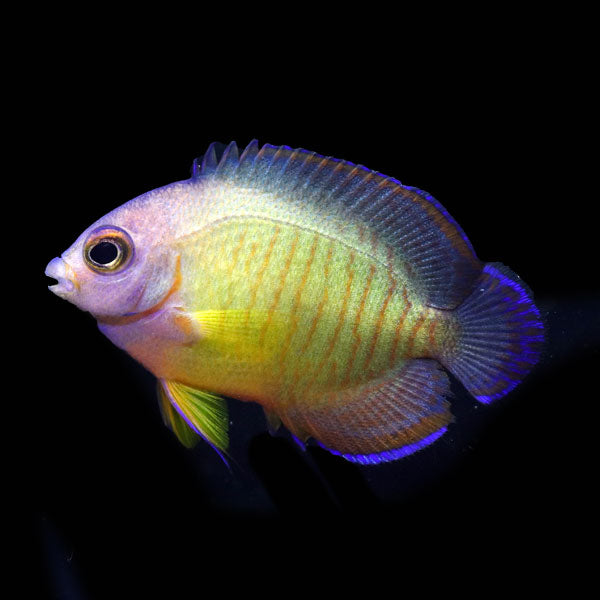 WYSIWYG captive bred Aberrant Coral Beauty Angelfish 11