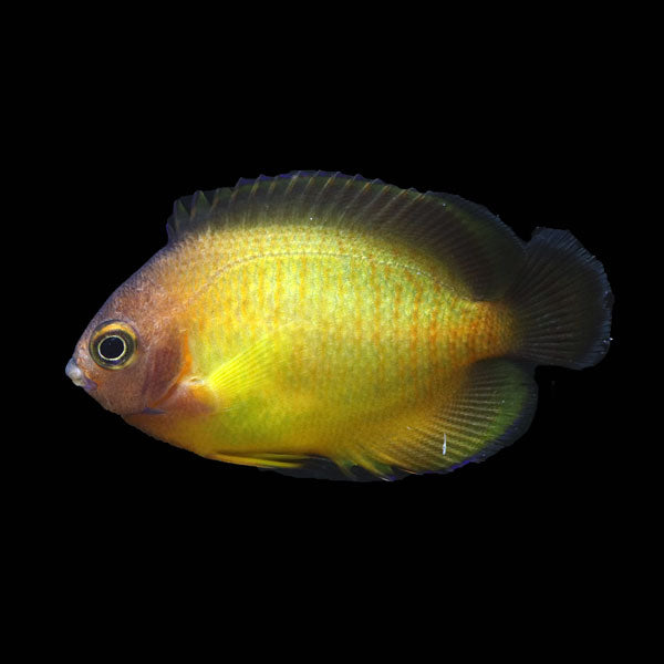 WYSIWYG captive bred Aberrant Coral Beauty Angelfish 12 "Campfire"