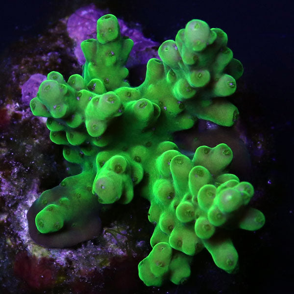WYSIWYG cultured Acropora frag pack A