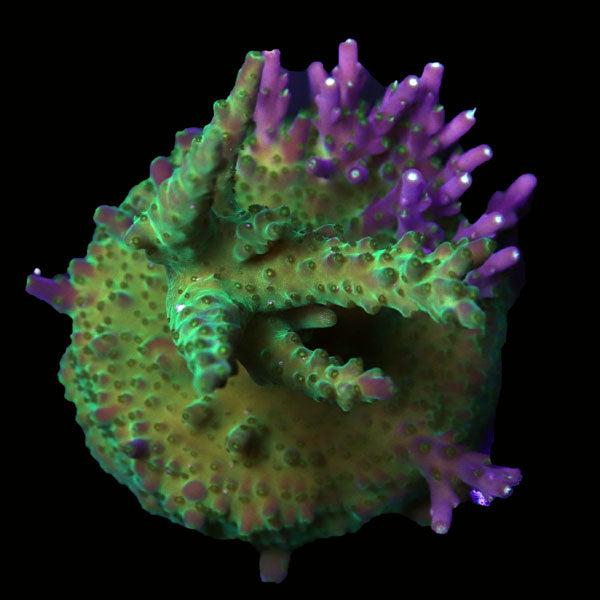 WYSIWYG cultured Acropora frag pack A
