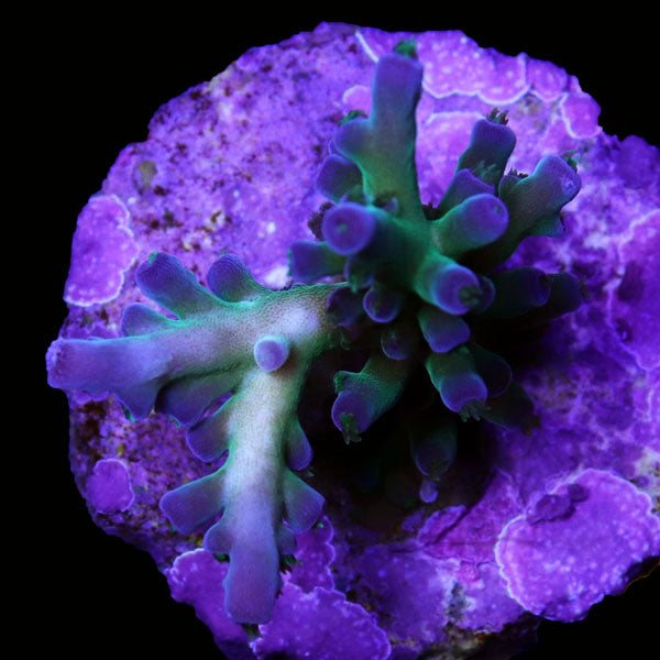 WYSIWYG cultured Acropora frag pack A