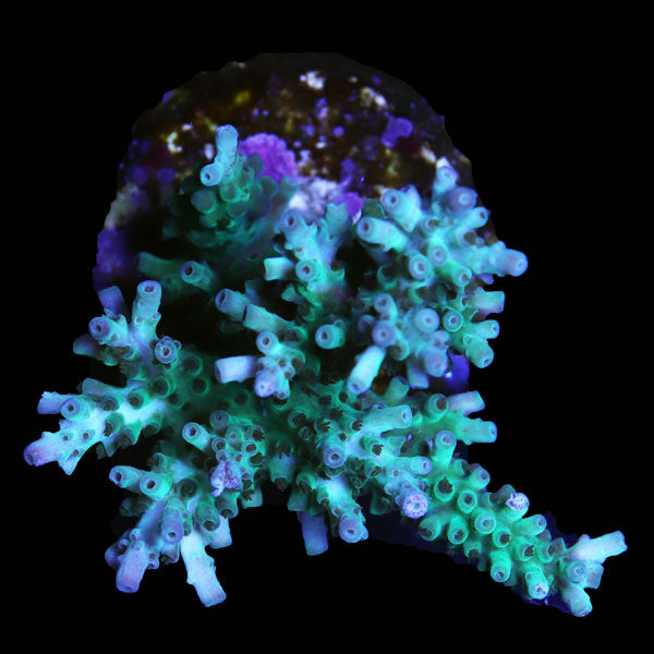 WYSIWYG cultured Acropora frag pack A