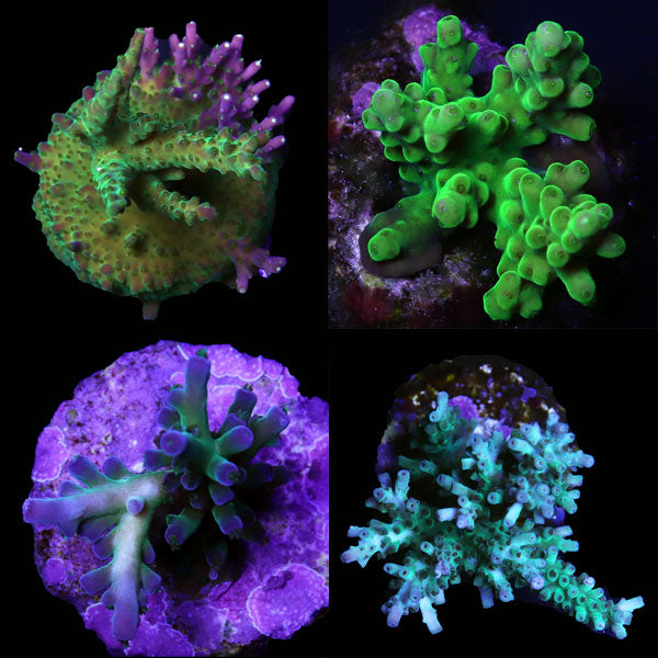 WYSIWYG cultured Acropora frag pack A