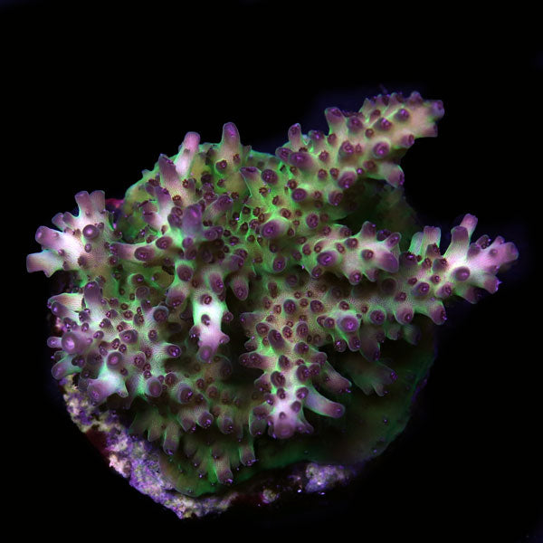 WYSIWYG cultured Acropora frag pack B