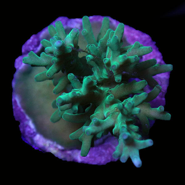 WYSIWYG cultured Acropora frag pack B