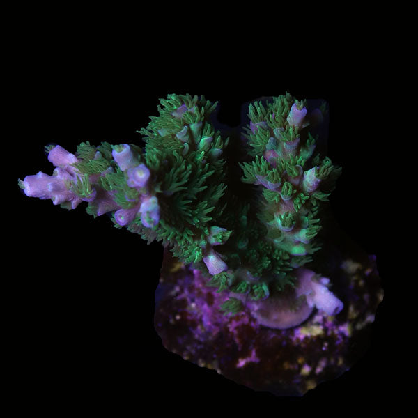 WYSIWYG cultured Acropora frag pack B
