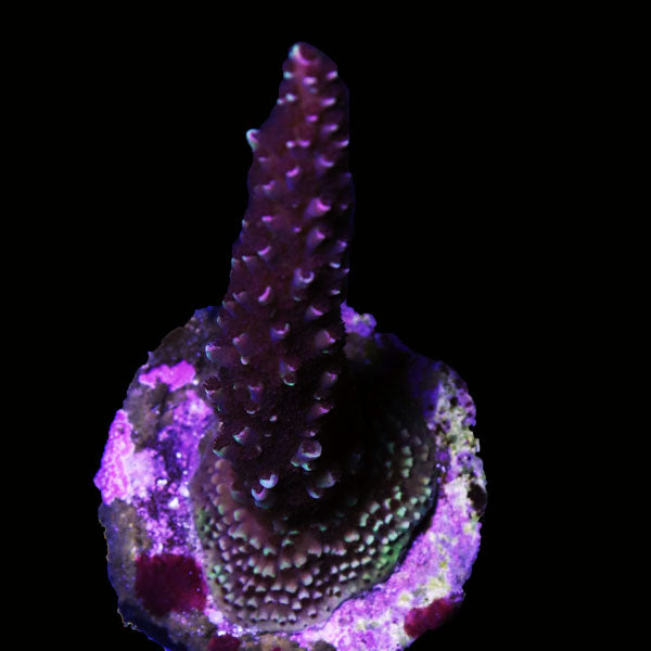WYSIWYG cultured Acropora frag pack B