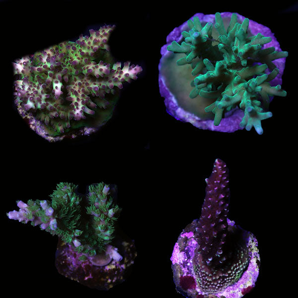 WYSIWYG cultured Acropora frag pack B