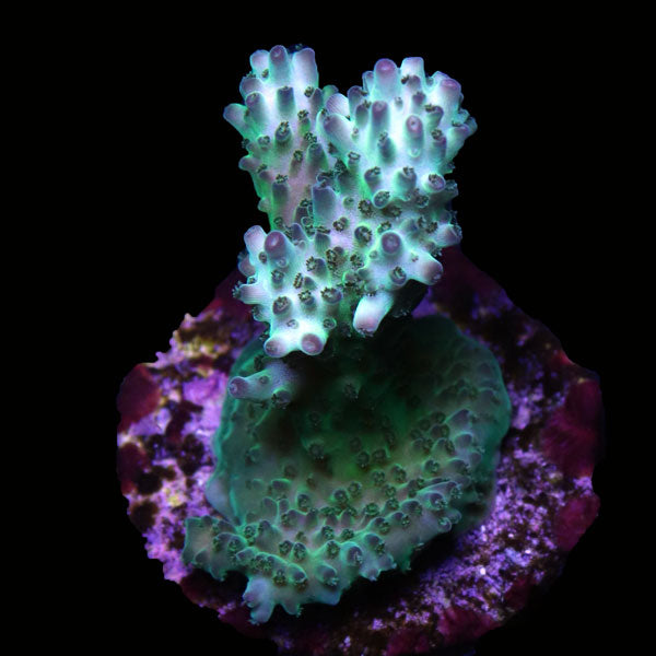 WYSIWYG cultured Acropora frag pack C