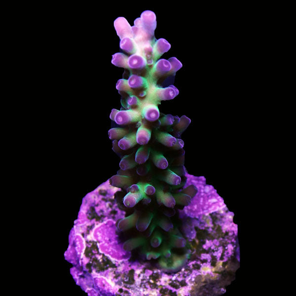WYSIWYG cultured Acropora frag pack C