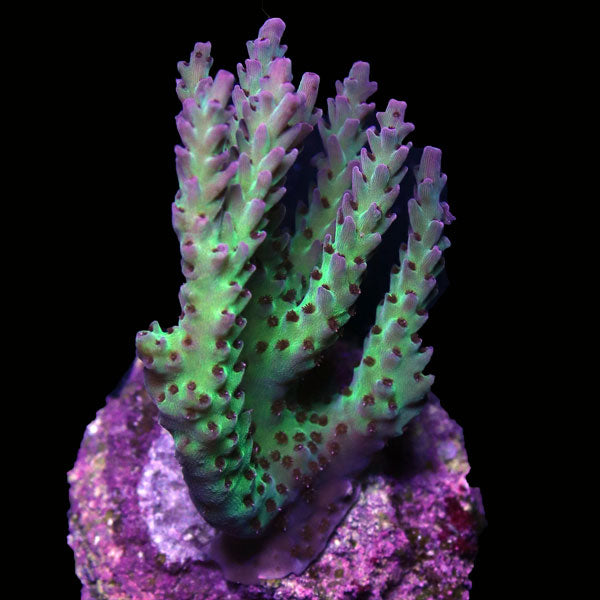 WYSIWYG cultured Acropora frag pack C