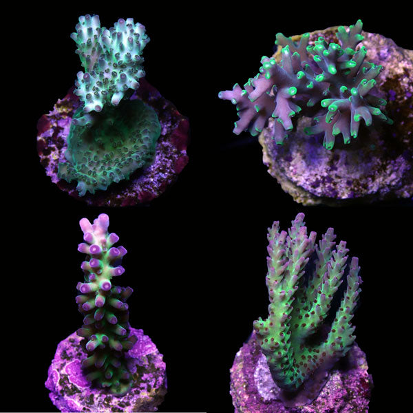 WYSIWYG cultured Acropora frag pack C