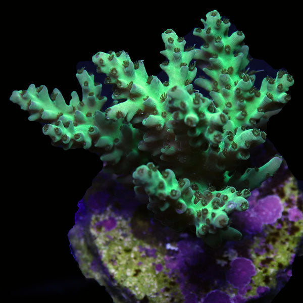 WYSIWYG cultured Acropora frag pack D