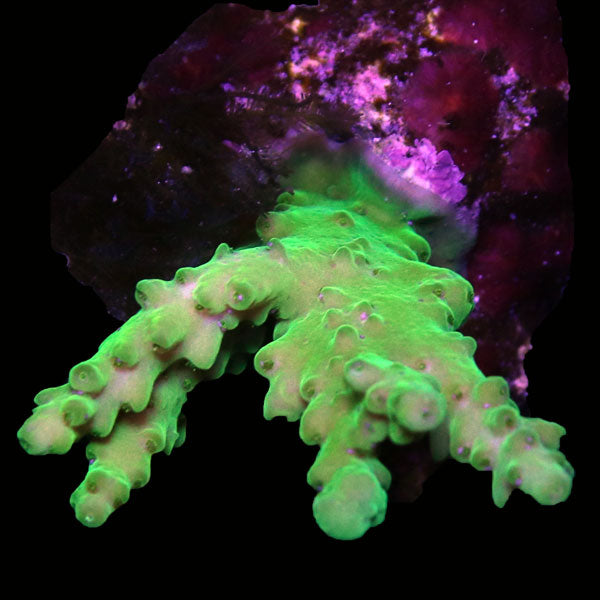WYSIWYG cultured Acropora frag pack D