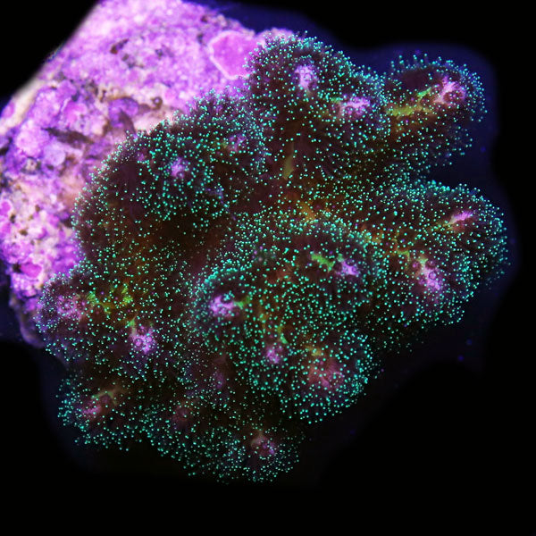 WYSIWYG cultured Acropora frag pack D
