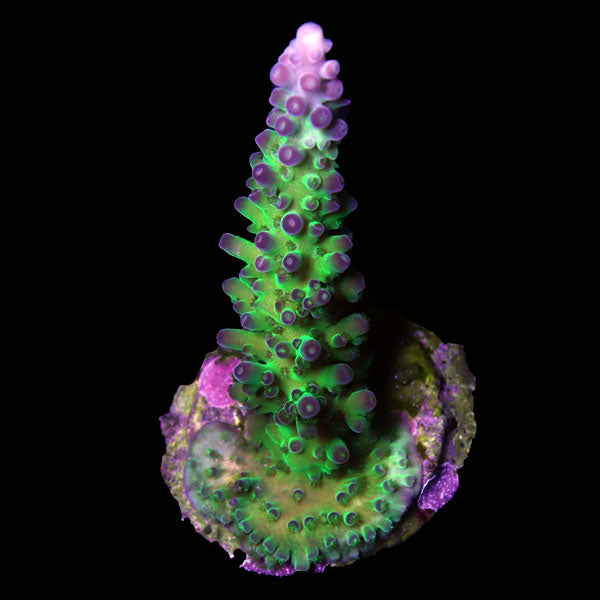WYSIWYG cultured Acropora frag pack D