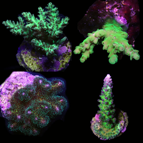 WYSIWYG cultured Acropora frag pack D